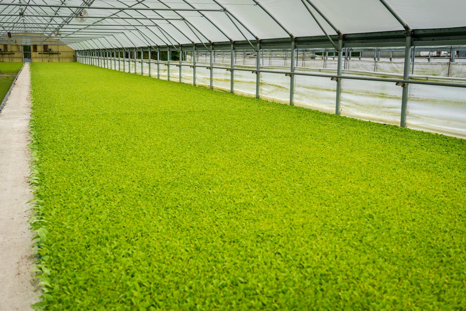 Long rows of vibrant green crops growing inside a spacious commercial greenhouse.